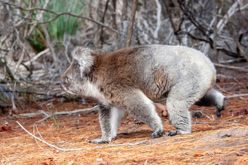 Koala walking on the ground © Ken Griffiths