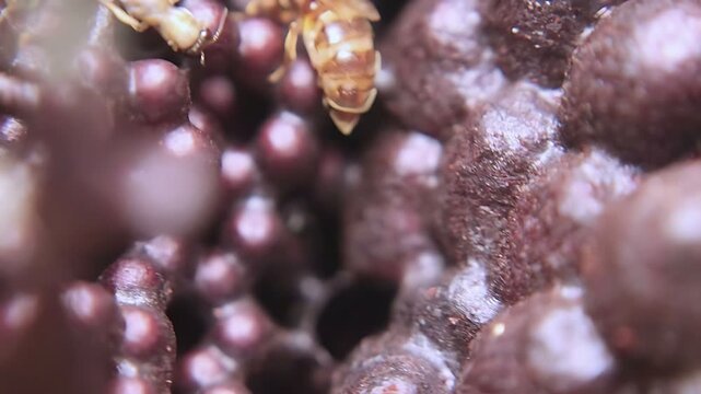 4K close up video captures a Trigona laeviceps queen bee circling inside the nest as workers maintain normal colony activity in a tropical environment
