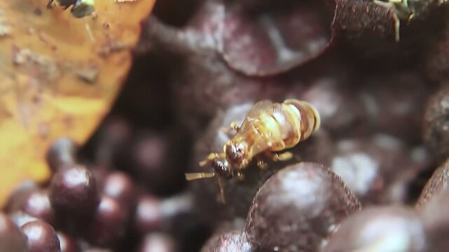 4K close up video captures a Trigona laeviceps queen bee circling inside the nest as workers maintain normal colony activity in a tropical environment