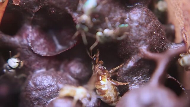 4K close up video captures a Trigona laeviceps queen bee circling inside the nest as workers maintain normal colony activity in a tropical environment