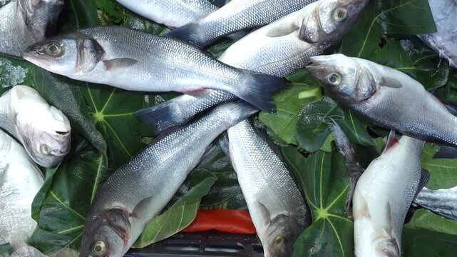 Freshly caught seabass and sea bream fish displayed on green leaves and ice at market stall for sale