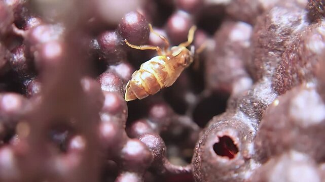 Cinematic 4K close up video of a Trigona laeviceps queen bee moving around the nest, highlighting authentic stingless bee colony activity and natural behavior
