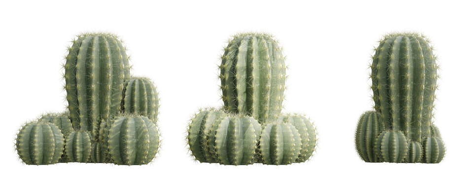 Realistic green parodia cactus succulent plants isolated on transparent background 3d rendering png