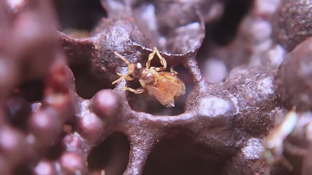 4K close up video of a Trigona laeviceps queen bee walking around the nest entrance, revealing natural colony behavior in a healthy tropical stingless bee habitat