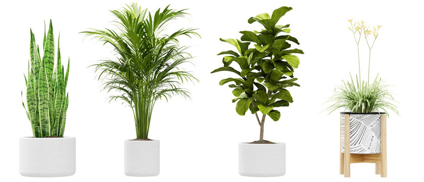 Collection of modern potted houseplants for interior design decoration isolated on transparent background 3d rendering png