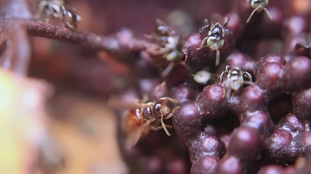 Beautiful 4K close up video showing a Trigona laeviceps queen bee exploring the nest while worker bees remain active around the colony in natural daylight
