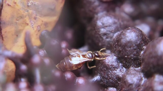 4K close up video of a Trigona laeviceps queen bee walking around the nest entrance, revealing natural colony behavior in a healthy tropical stingless bee habitat