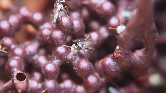 4K close up video of Trigona laeviceps worker bees moving around the nest entrance, showing natural colony activity, communication, and tropical stingless bee behavior in daylight