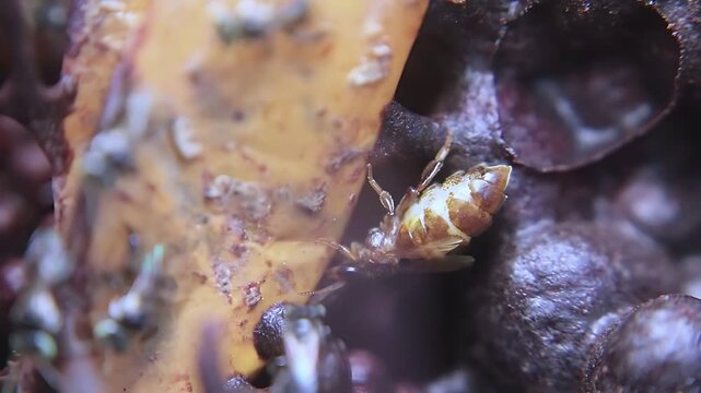 4K close up video of a Trigona laeviceps queen bee walking around the nest entrance, revealing natural colony behavior in a healthy tropical stingless bee habitat