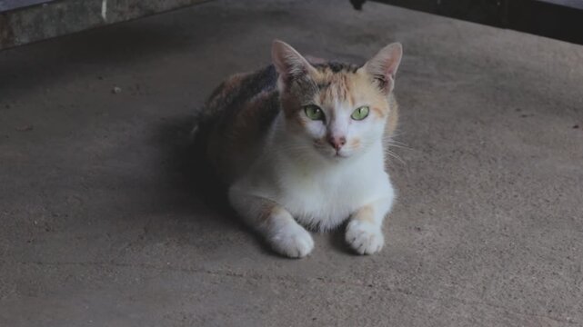 Curious calico cat looking directly toward camera while relaxing on smooth concrete floor calmly