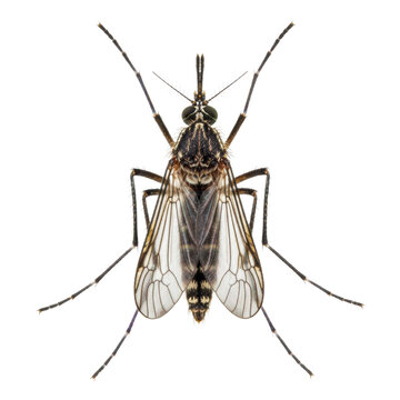 hyper-macro photograph of a single, dark brown mosquito, showing segmented body, fine setae hair, long proboscis, and delicate veined wings, isolated on a stark white background; technical entomology