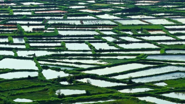 High angle view of rectangular flooded agricultural fish ponds separated by grassy ridges in a rural countryside landscape.