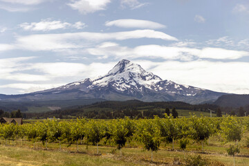 Obraz premium Landscape view of Mount Hood beyond a screen of orchard trees