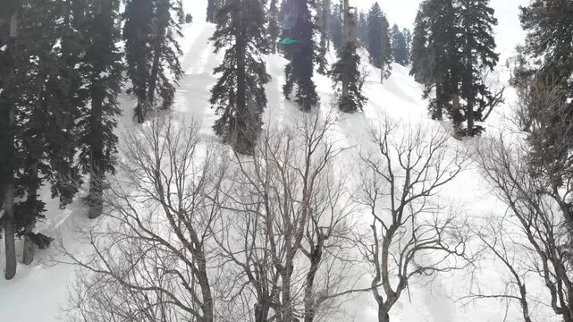 Rising drone shot over bare winter branches revealing a dense evergreen forest on a snowy Himalayan mountain, Gulmarag Kashmir