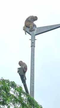Two Monkeys sitting in a electric post