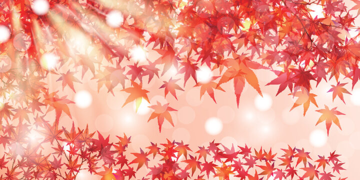 Vibrant Red Maple Leaves Autumn Seasonal Background
