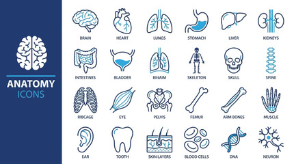 Naklejka premium Medical anatomy icon set featuring organ parts including brain lung heart stomach and skeleton in a professional outline style for healthcare education and biological research visualization
