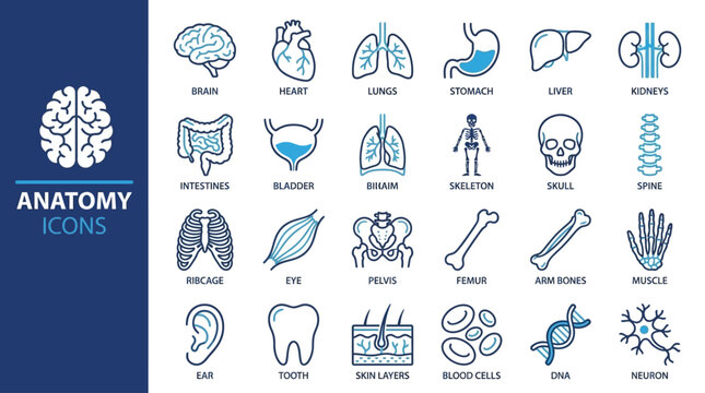 Medical anatomy icon set featuring organ parts including brain lung heart stomach and skeleton in a professional outline style for healthcare education and biological research visualization