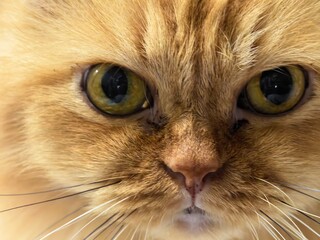 Close-up portrait of ginger cat's eyes and whiskers © egisehungryboy