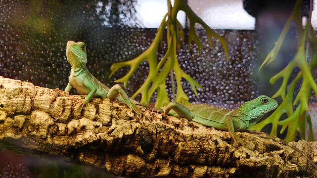 Two juvenile green iguanas resting on textured bark in terrarium. Close-up shot of reptiles in naturalist habitat. Perfect footage for nature, pet store, or educational projects. 4k video