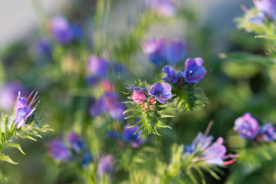 viper's bugloss, blueweed, 
Echium vulgare flowers closeup selective focus