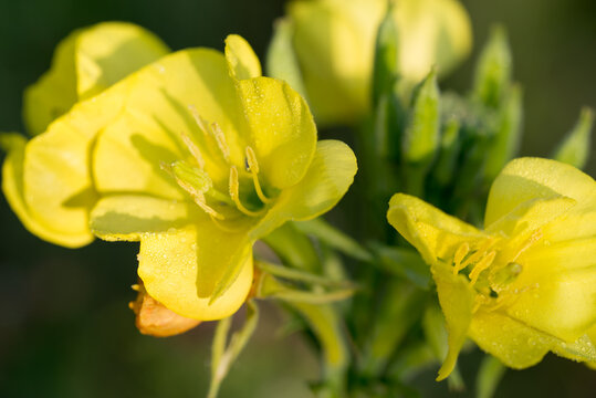 common evening-primrose,
Oenothera biennis yellow flowers closeup selective focus