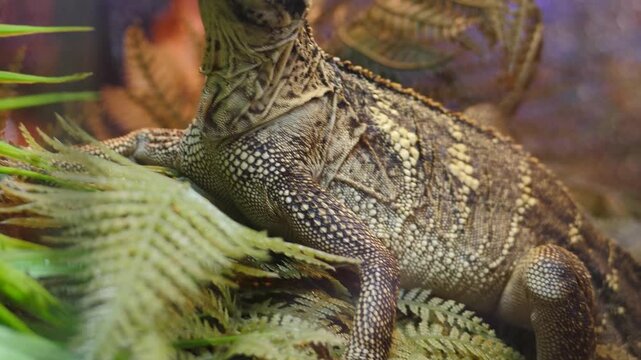 Moluccan sailfin lizard (Hydrosaurus amboinensis) in terrarium. Textured scales, pronounced crest and alert posture, lush ferns in background. Perfect for wildlife, education, and pet content. 4 k