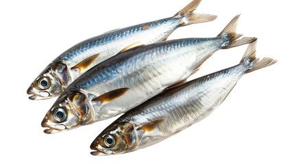 Fototapeta premium Fresh raw sardines isolated on transparent background, whole fish for cooking and seafood dishes