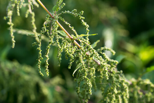 common nettle, 
Urtica dioica flowers closeup selective focus