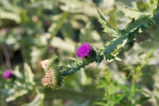 Scottish thistle, 
Onopordum acanthium summer flowers