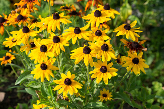orange coneflower,
Rudbeckia fulgida garden flowers closeup selective focus