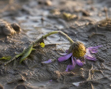 Trampled wildflower in muddy soil under soft morning light, close-up view.