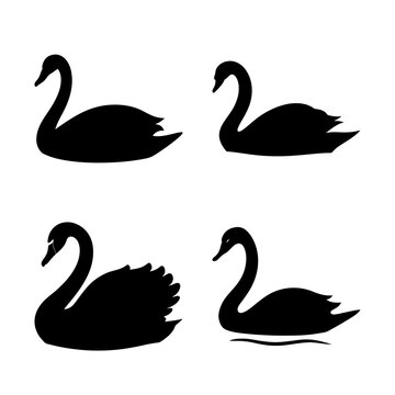 Four black swans in a simple arrangement - Minimalist vector illustration of four black swans gracefully aligned in a clean, symmetrical composition. Ideal for nature, design, and editorial projects.