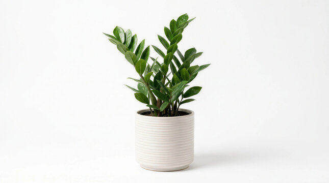ZZ Plant Zamioculcas Zamiifolia in Ribbed White Ceramic Pot Isolated on White