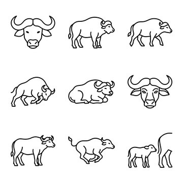 Set of simple line icons of wild buffalo and calves
