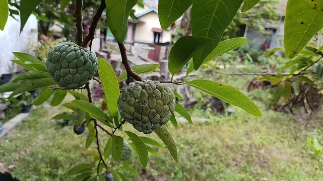 Two Sugar Apple Fruits Growing On Tree