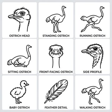 Set of black and white ostrich illustrations in various poses