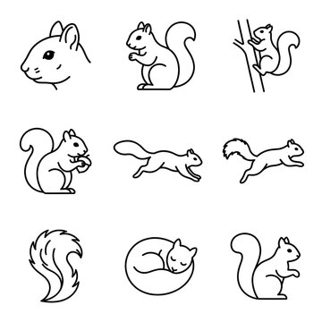 Set of squirrel icons in simple black line art style