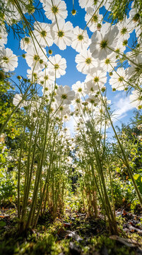 Low angle worm's-eye view of white cosmos flowers blooming in a garden under a bright blue sky with sunlight filtering through petals