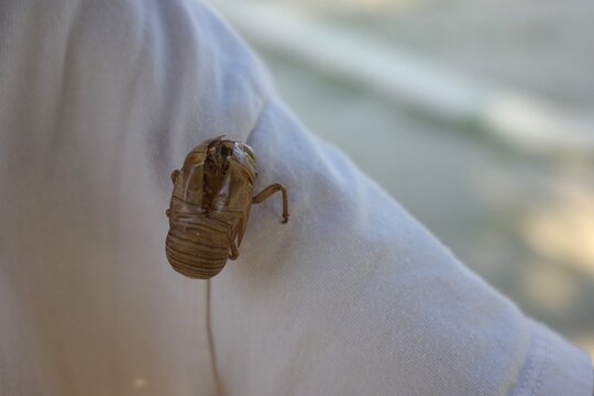 Cicada shell attached to a white sleeve