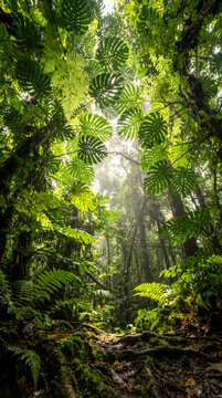 Lush tropical rainforest canopy with green monstera leaves and ferns under soft sunlight filtering through the misty jungle trees