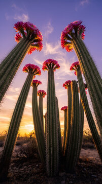 Low angle view of blooming pink cactus flowers on tall desert cacti silhouetted against a vibrant sunset sky at dusk