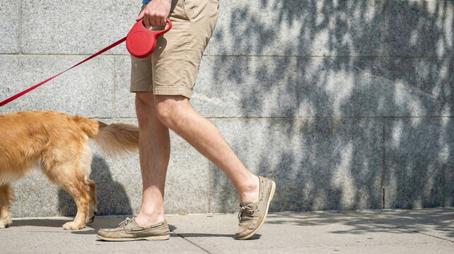 Man walking dog holding red retractable leash with golden retriever on city sidewalk next to stone wall, promoting pet care and active lifestyle