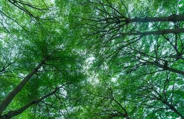 Fototapeta premium Bottom view of tree trunk to green leaves of tree in tropical forest. Fresh environment in park. Green plant give oxygen in summer garden. Forest is lung for human concept. Breath fresh air concept.