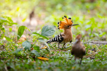 Hoopoe with raised orange crest on a forest floor amid green foliage, with another bird blurred in the foreground, captured in natural woodland light. © akarawit