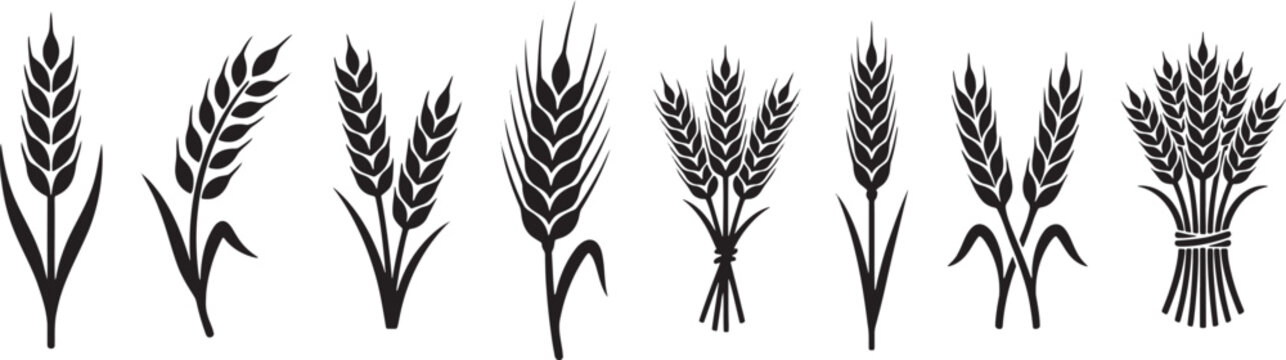 Ripe cereal wheat ears barley stalks and agricultural grain sheaves