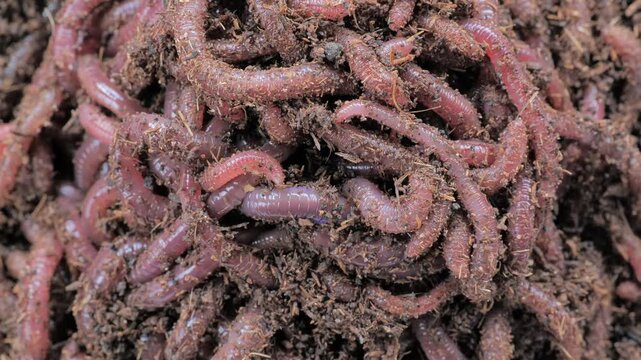 Top-view macro footage of numerous earthworms wriggling through moist organic compost, illustrating vermiculture, soil fertility, decomposition and sustainable waste recycling.