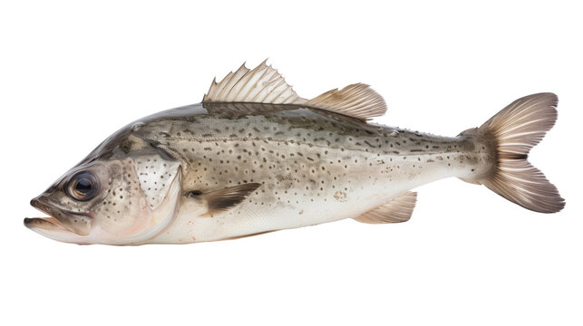 Freshly caught striped bass fish isolated on transparent background