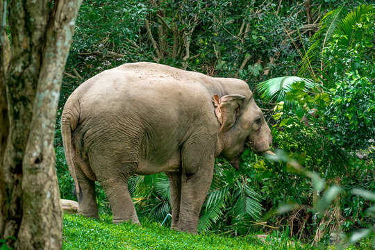Elephants are large mammals and are the largest land animals. Wild elephants eat plants. They are big, have a small head, big legs, and have a trunk that reaches to the ground. 