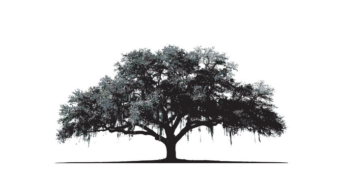 Detailed silhouette of a majestic southern oak tree with hanging moss isolated on white background